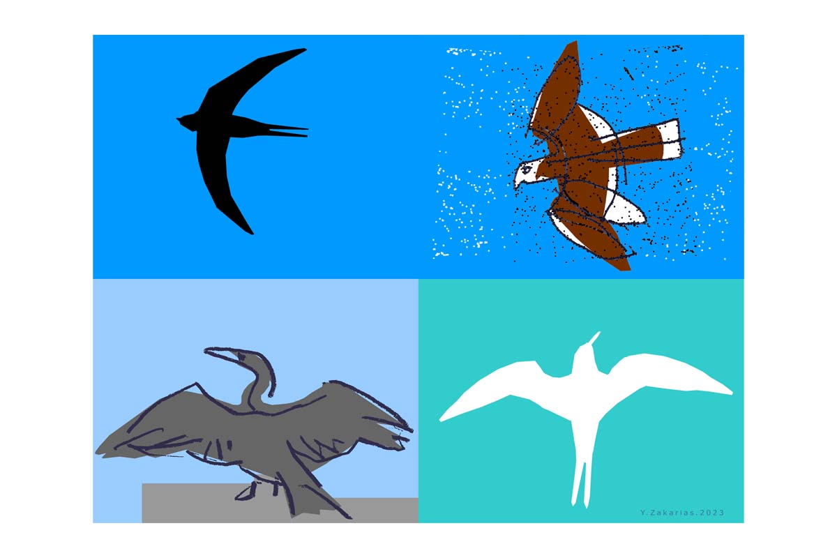 In the first issue of birds around my house is Swift, Falcon, Cormoran, Tern